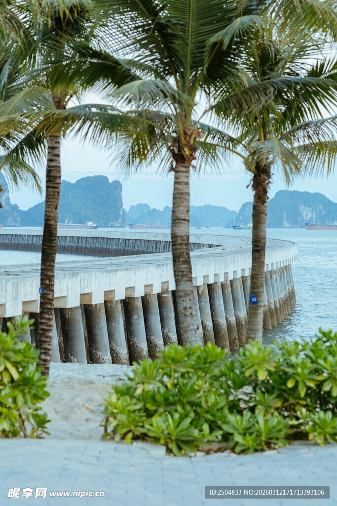 海滨椰树美景