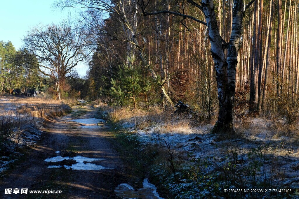冬日林间小径风景