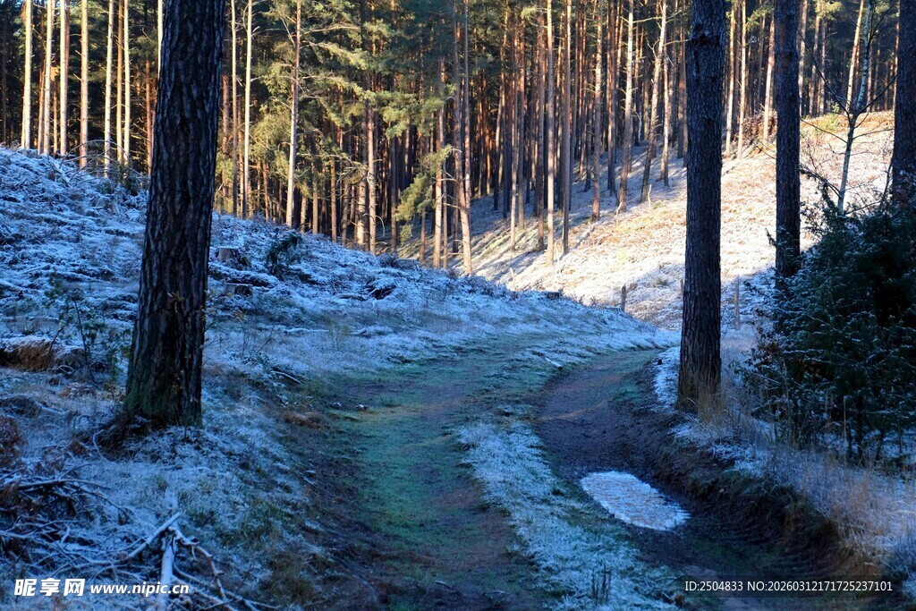 冬日林间覆雪小径