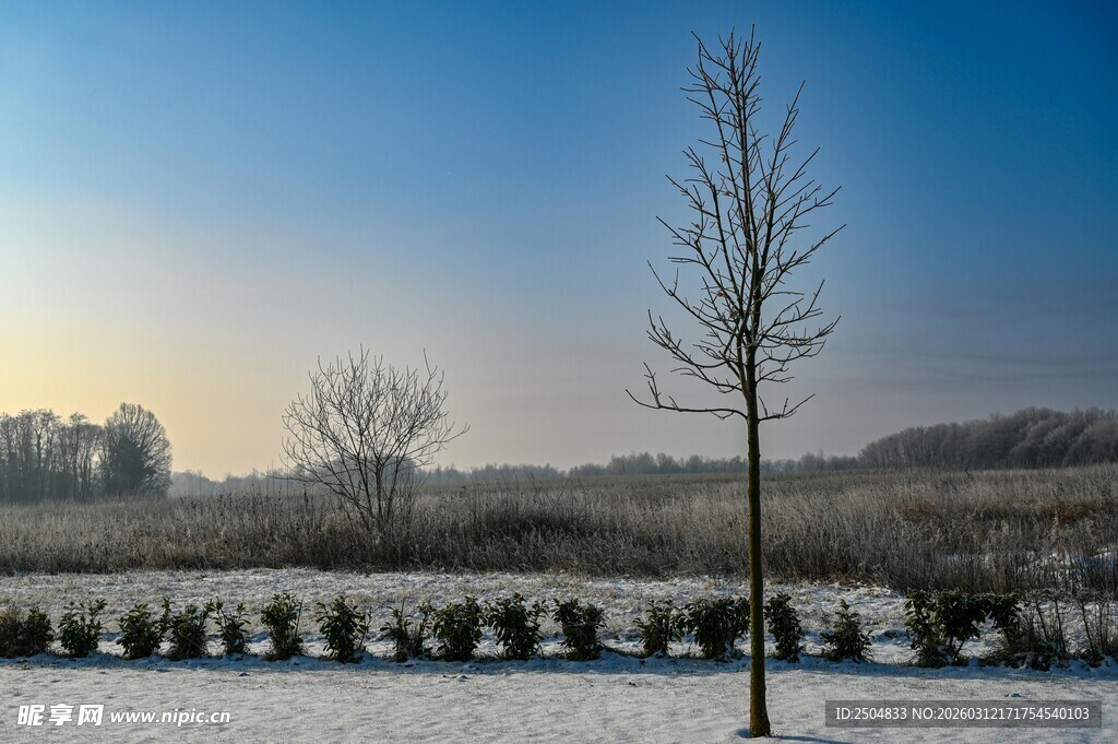 冬日雪景中的孤树与围栏