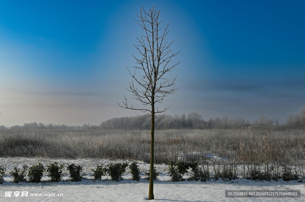 冬日雪景中的孤树