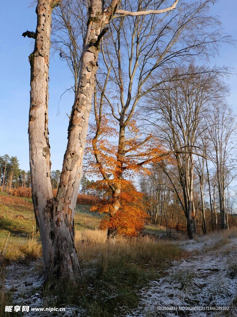 冬日林间枯树与绚烂枝叶