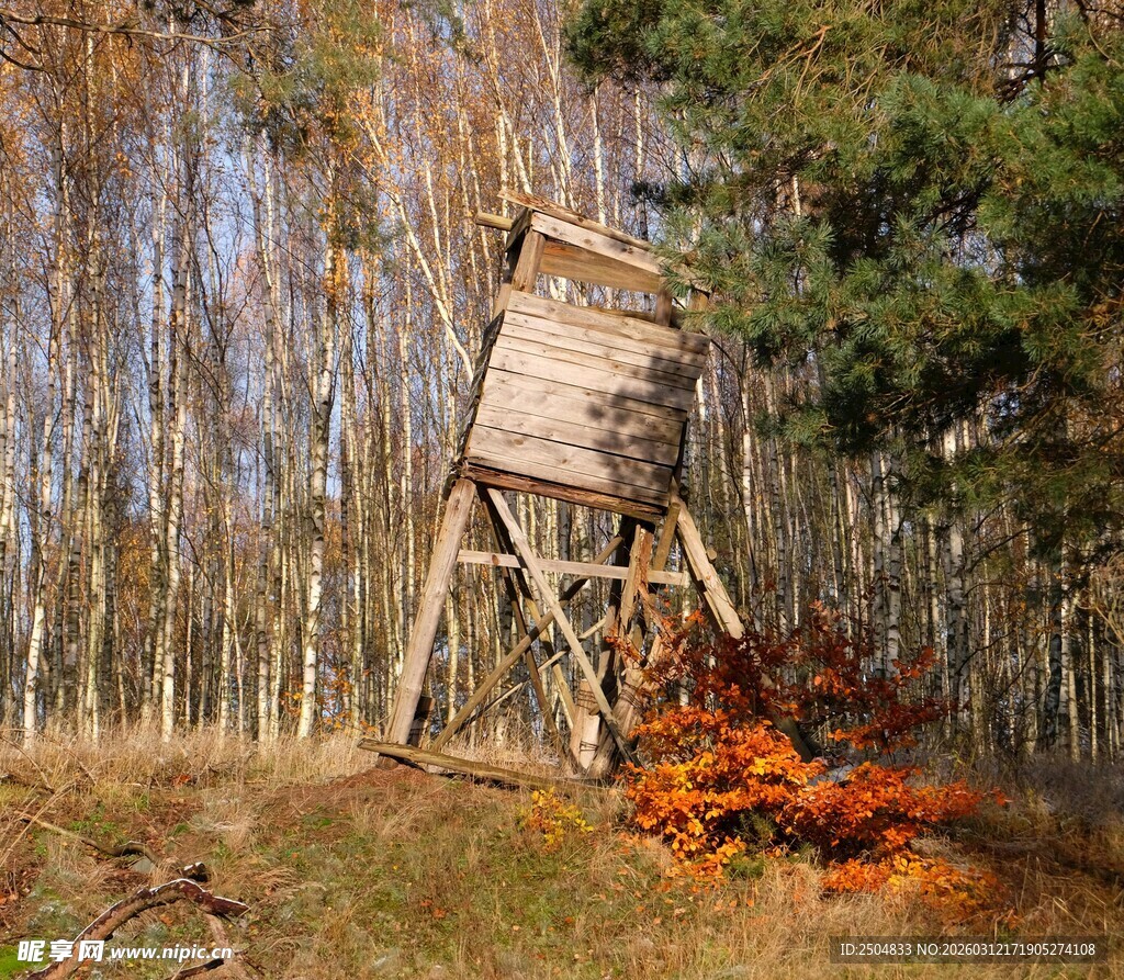 林中木质瞭望塔秋色