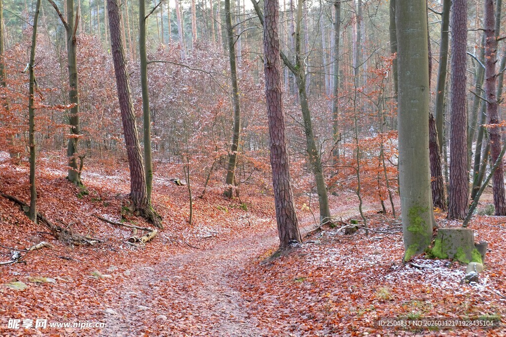 秋日林间小径 落叶铺就