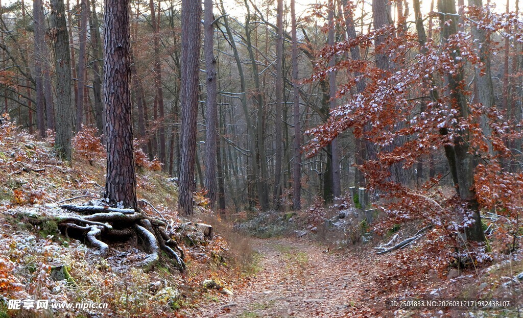 秋日森林中的静谧小径