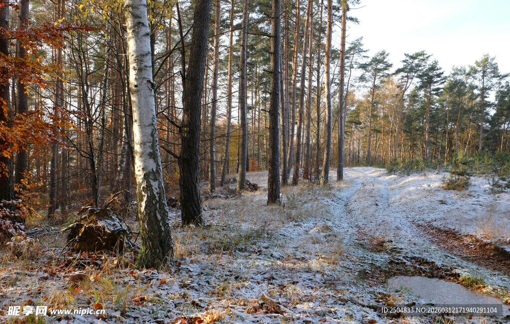 秋末雪地中的静谧树林