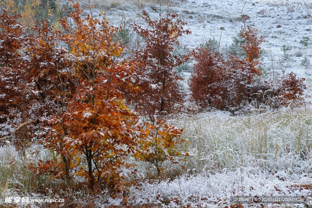 秋景遇雪 树木覆薄雪