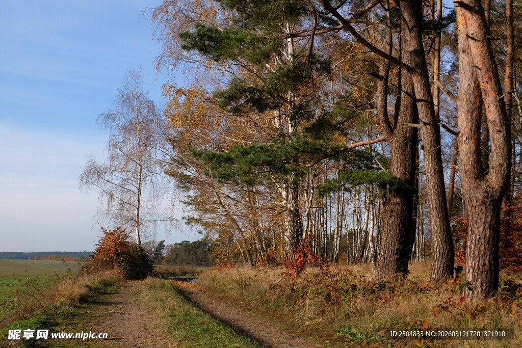 秋日林间小径美景