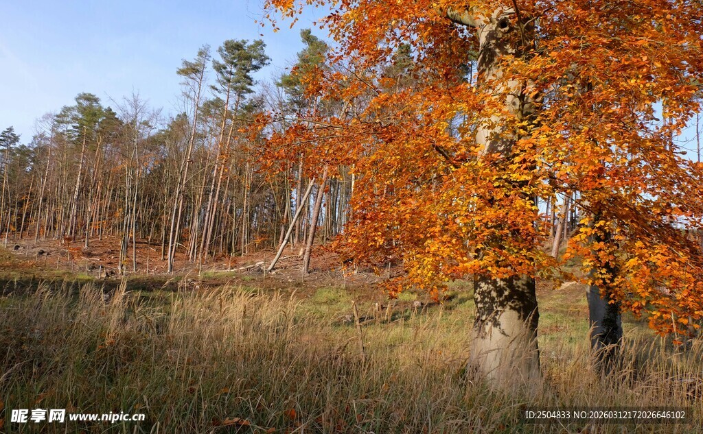 秋日林间斑斓树木景致