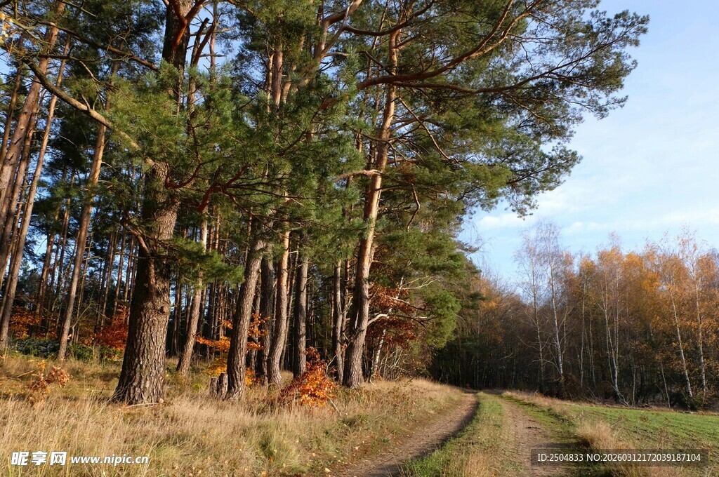 林间小路 秋日森林美景
