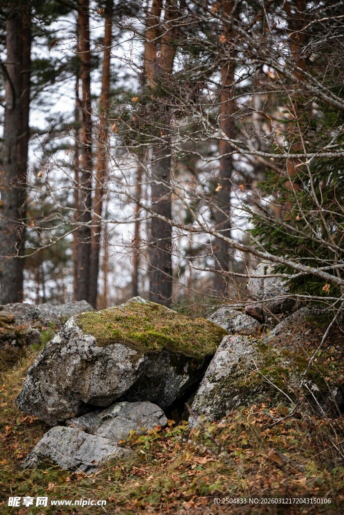 林间覆苔岩石景观