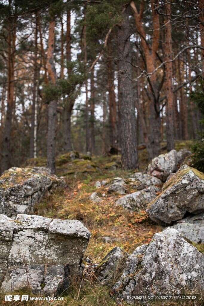 林间石景 自然静谧之境