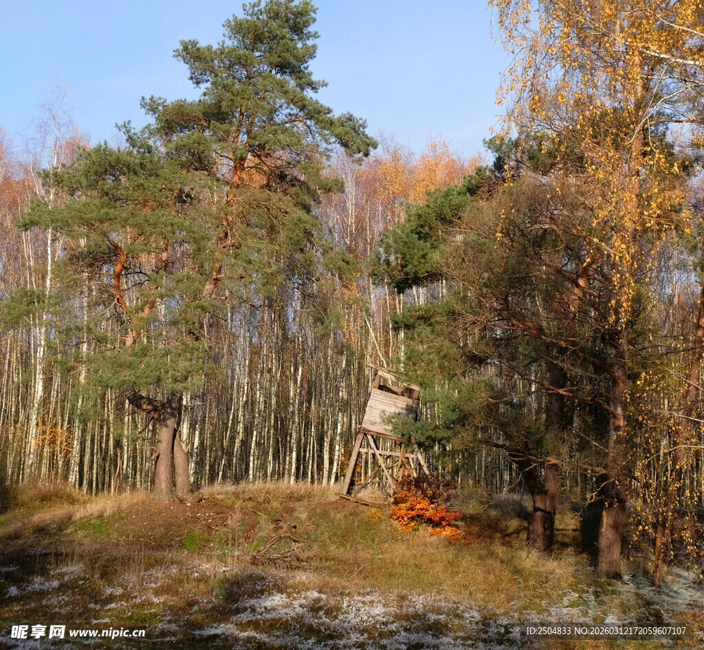 秋日森林美景