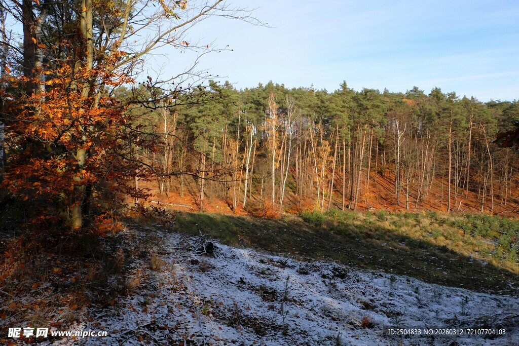 冬日林间初雪景色