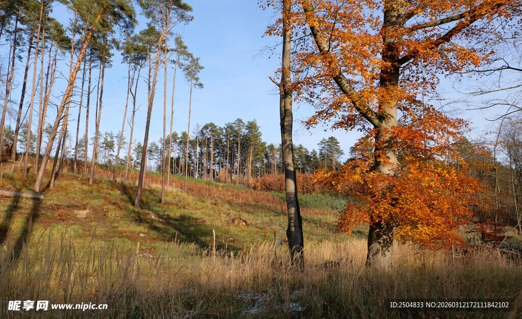 秋日山林间的绚烂景致