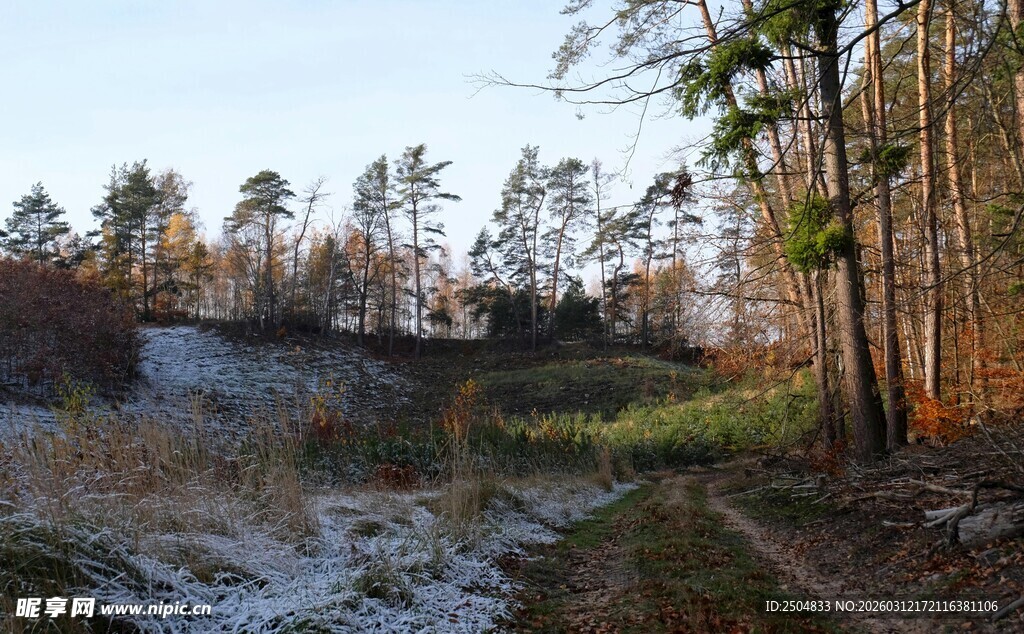 冬日林间开阔景致