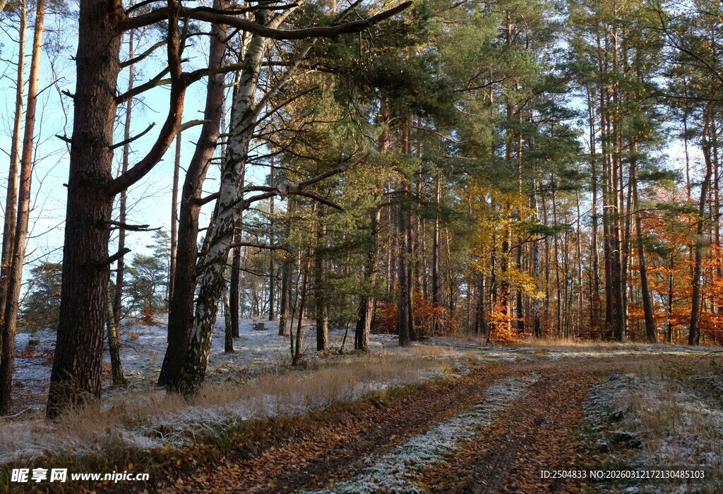 冬日林间小道的静谧美景