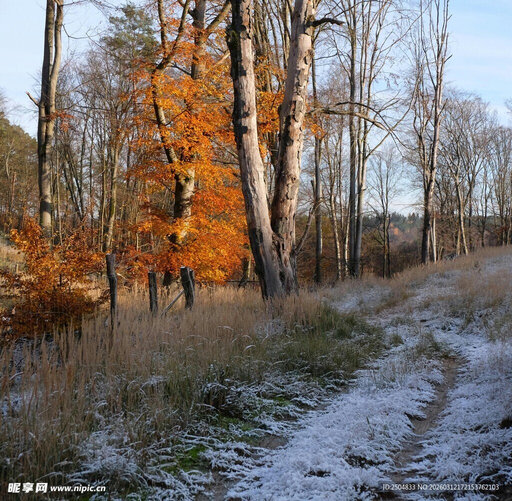 冬日林间小路的秋景余韵