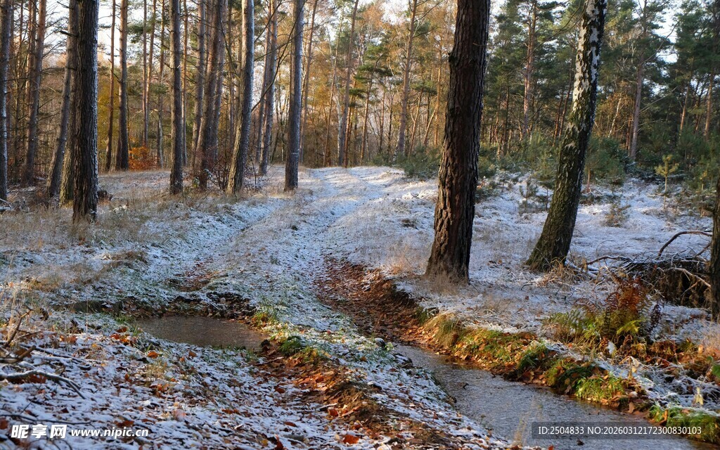 冬日林间覆霜美景
