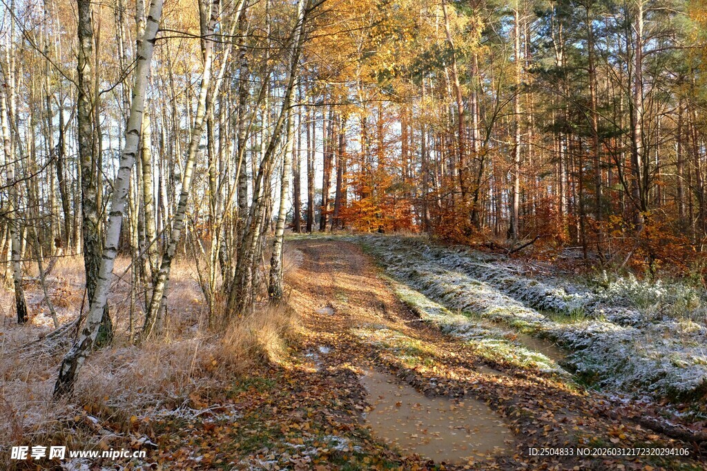 秋日林间小道美景
