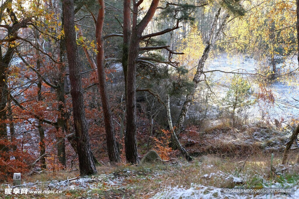 秋日山林雪景初现