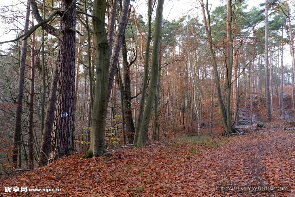秋日林间落叶景观