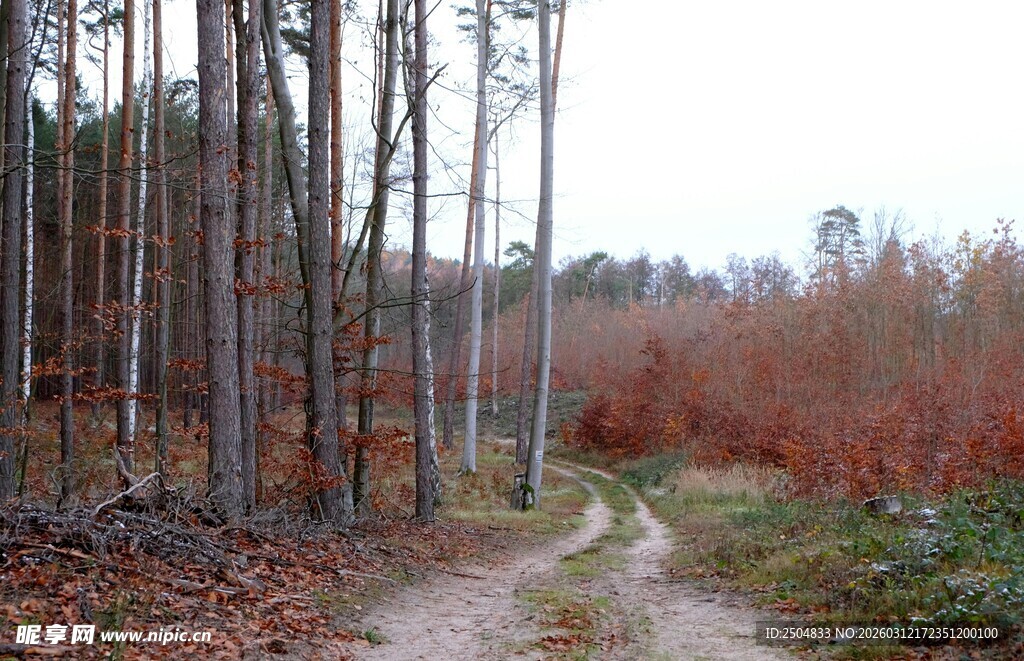 林间小径 秋冬交替之景