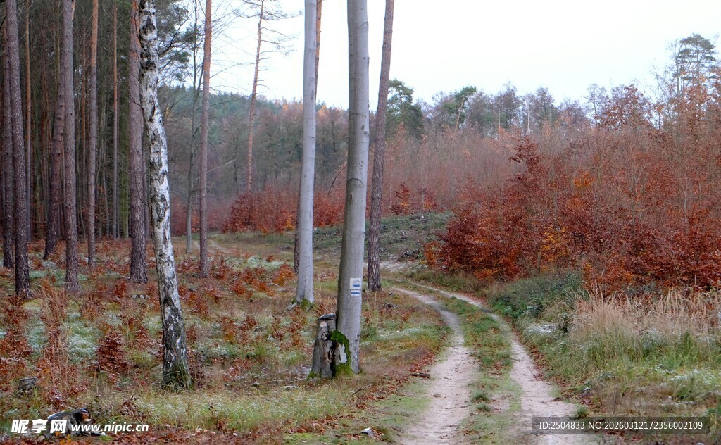 林间小径 秋色弥漫