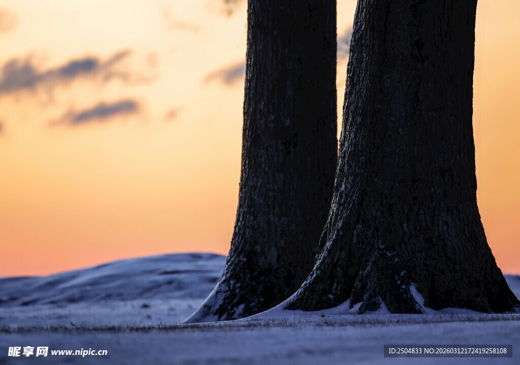 雪地上夕阳下的三棵树