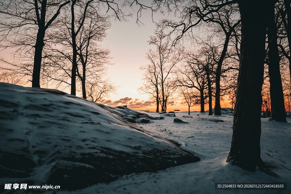 冬日黄昏下的静谧树林