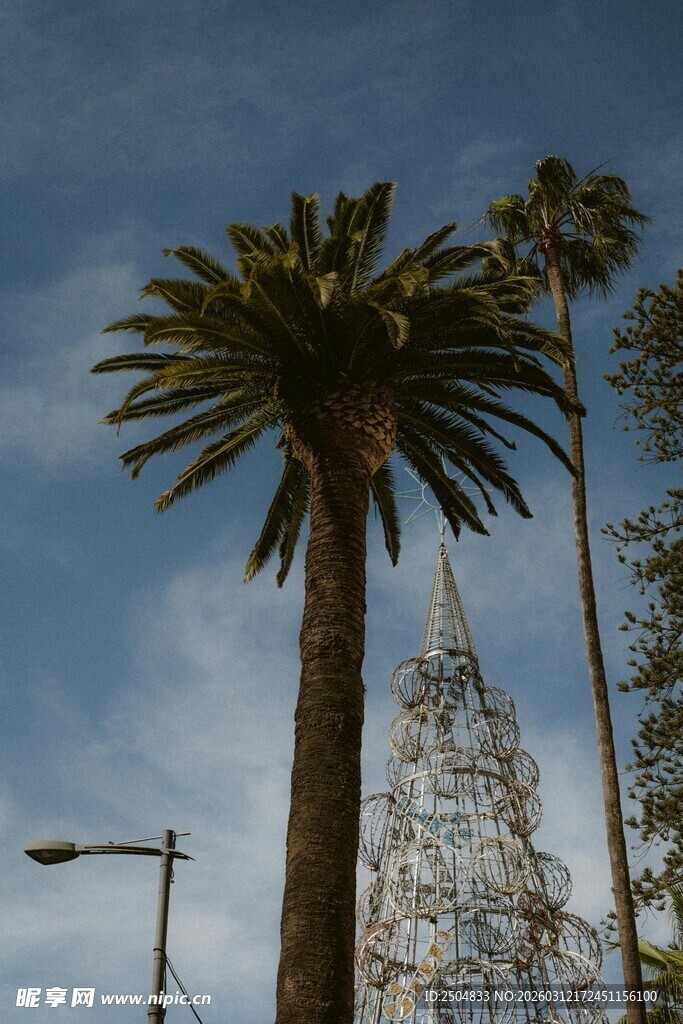 高大棕榈树映衬蓝天