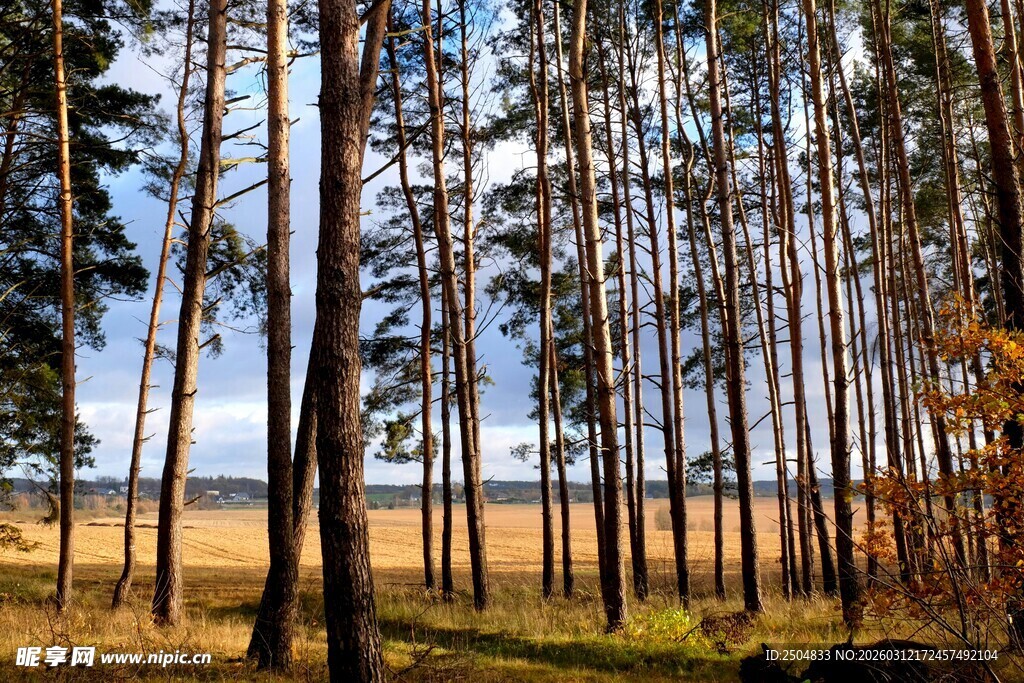 秋日松林风景