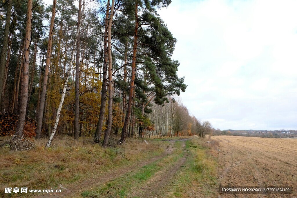 秋日林间开阔田野景色