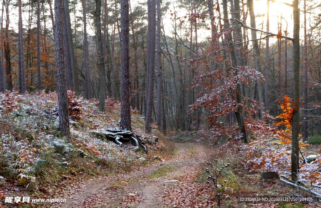 秋日林间小径 落叶缤纷