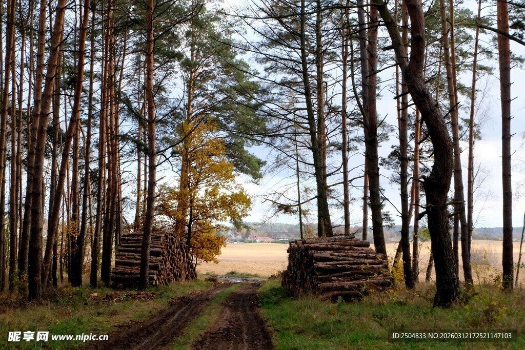 秋日林间小道与堆放木材