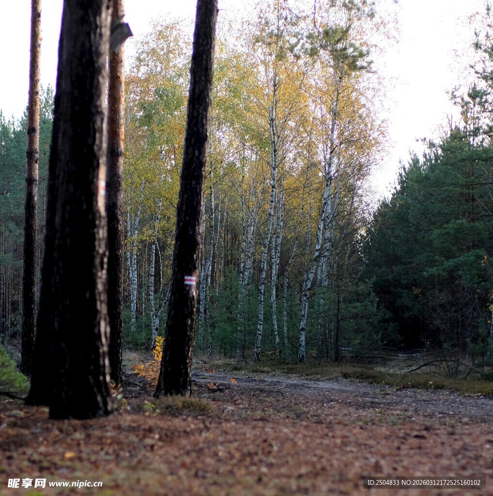 秋日林间落叶美景
