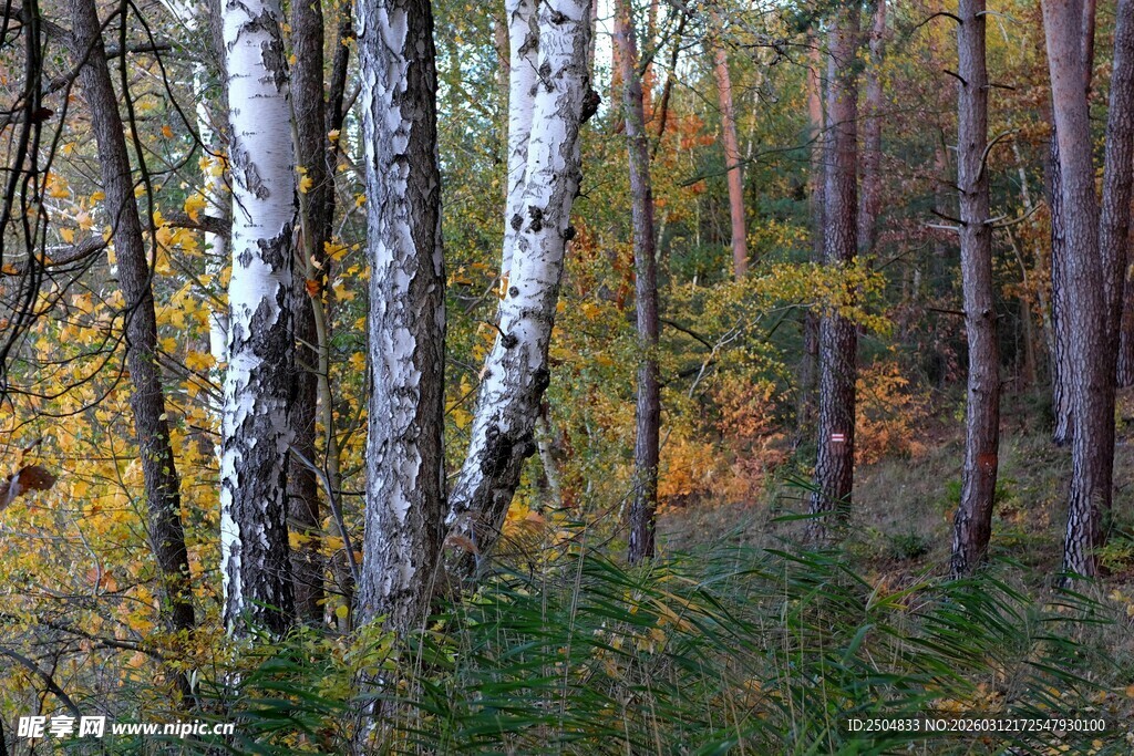 秋日白桦林美景