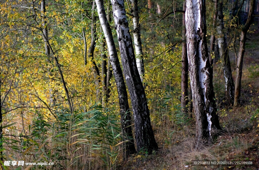 秋日白桦林风景