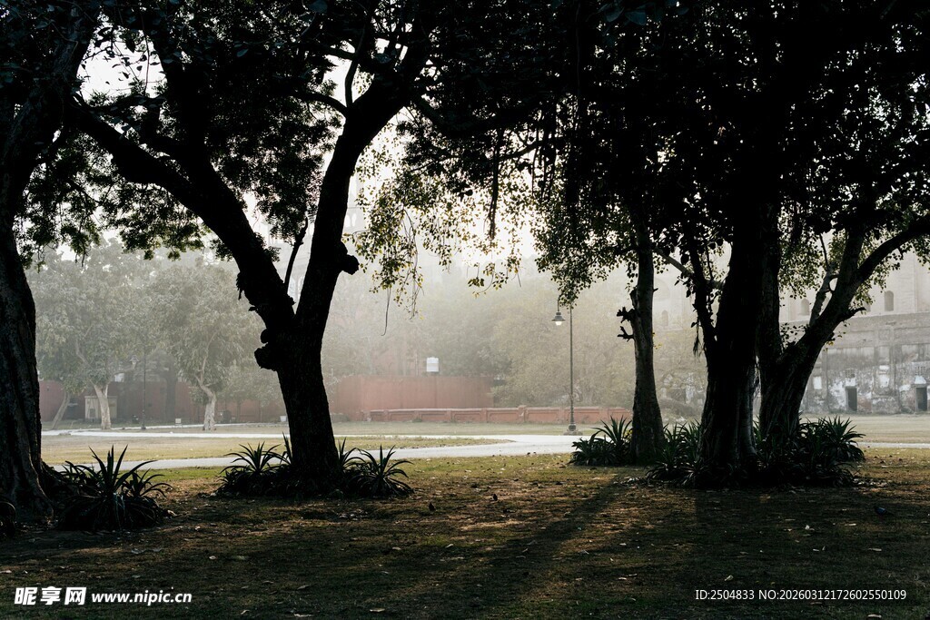 晨雾中的树林景色