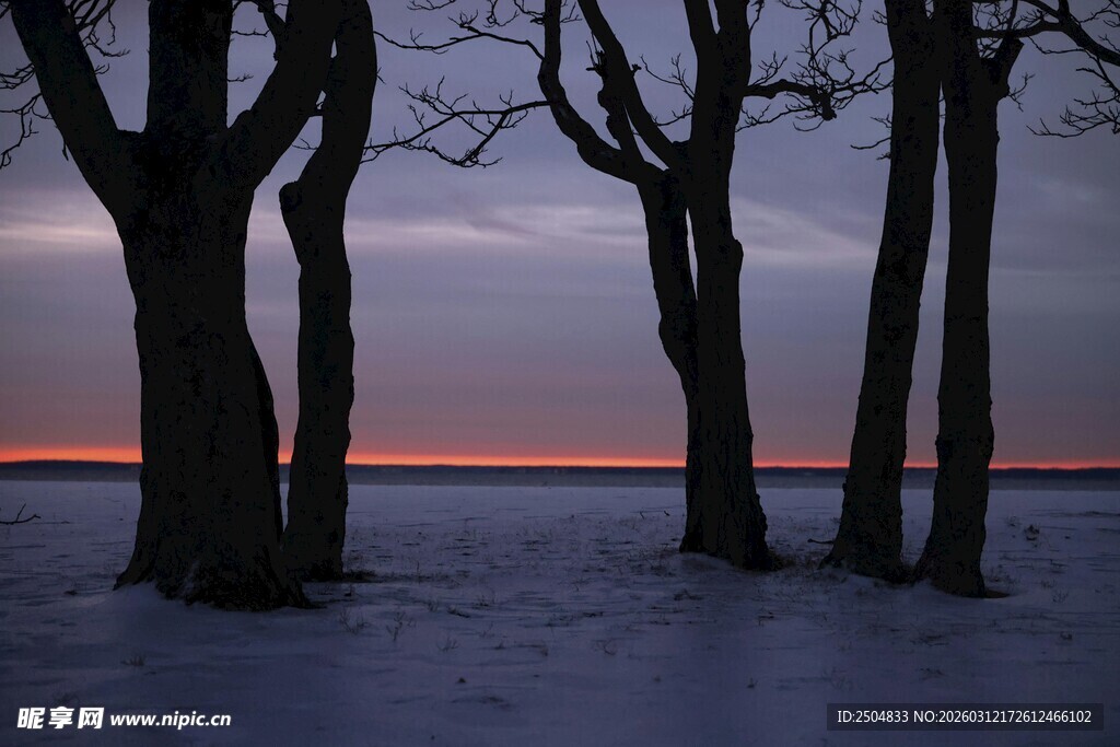 冬日黄昏下的树林景观