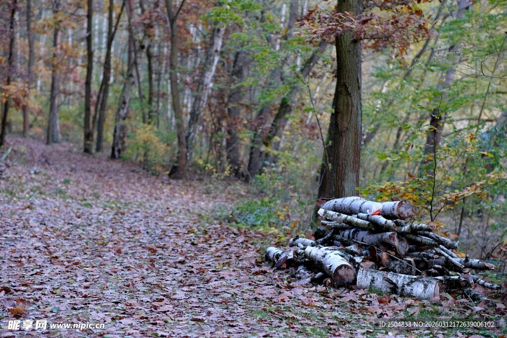 林间小径旁的石堆景观