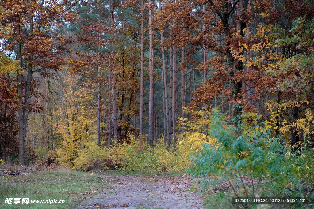 秋日林间小道美景