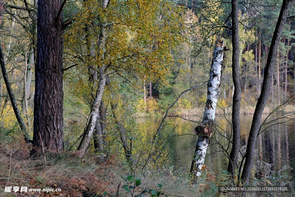 秋日林间静谧风景