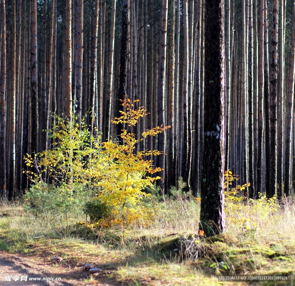 秋日林间多彩树木景致