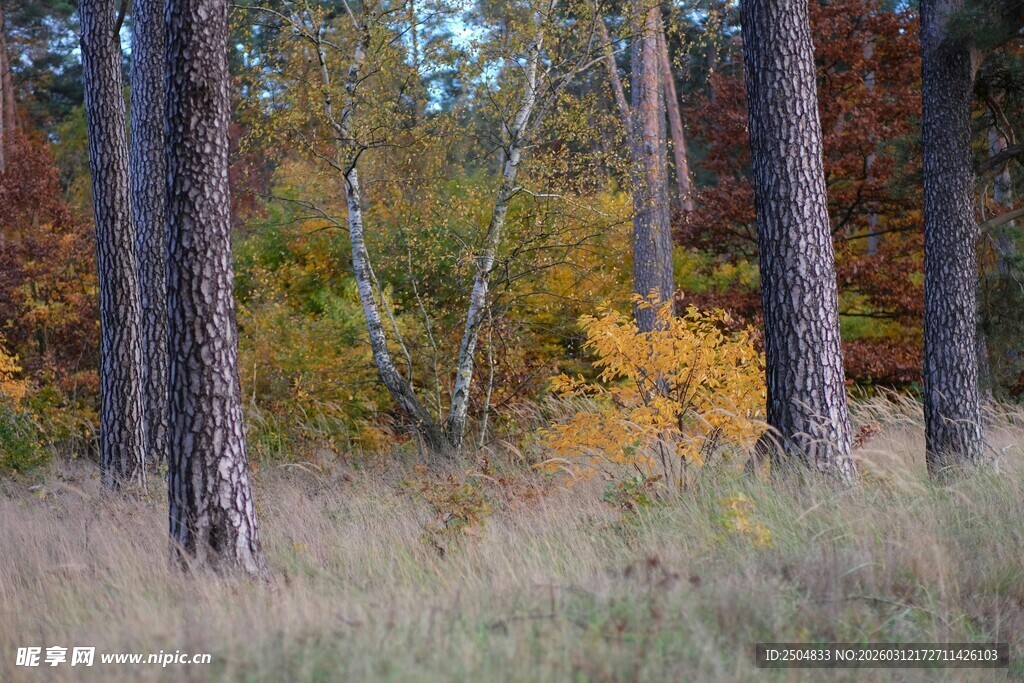 秋日森林中的斑驳景致