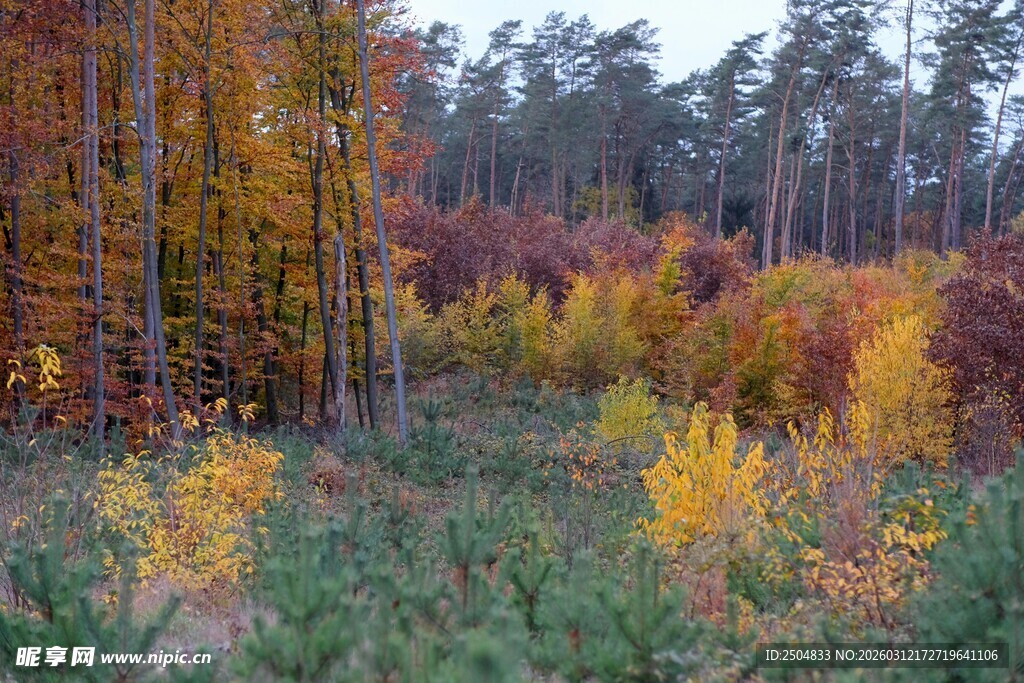 秋日多彩森林美景
