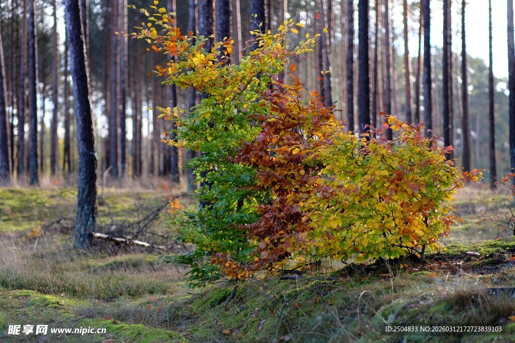 秋日林中多彩树木景观