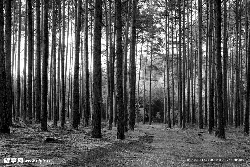 黑白静谧森林小径