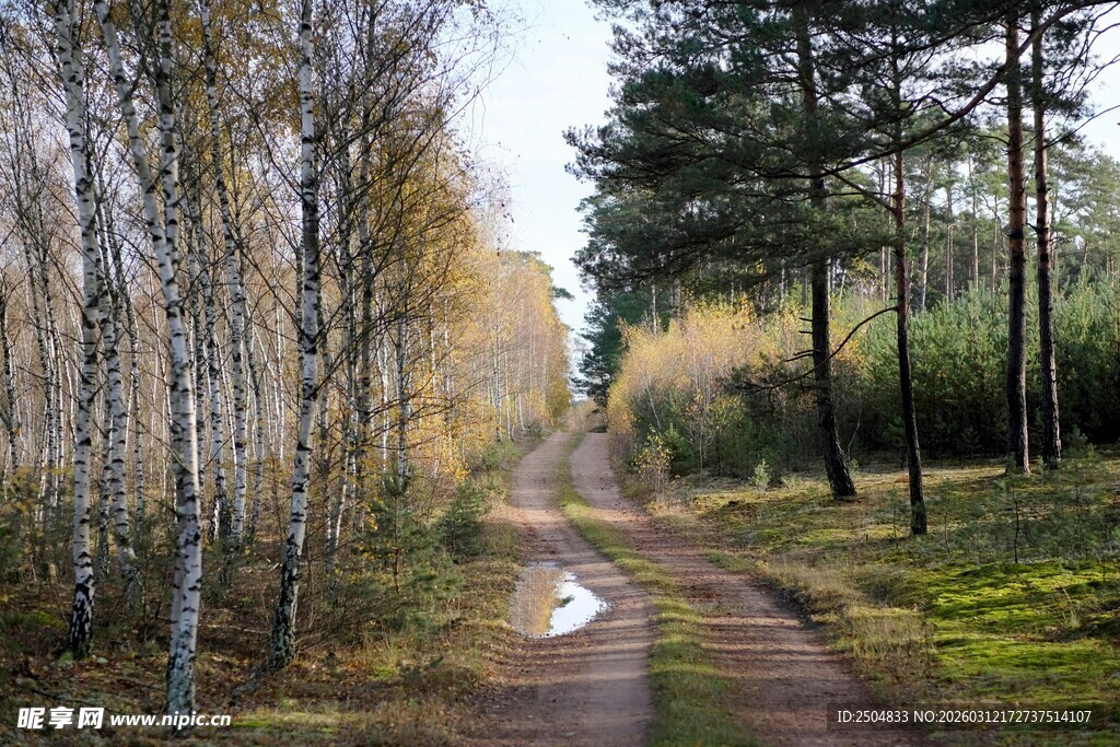 林间小道 秋日静谧风光