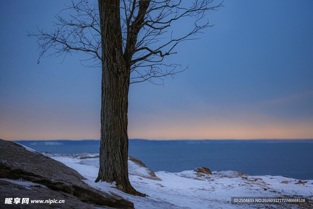 冬日湖畔孤树雪景